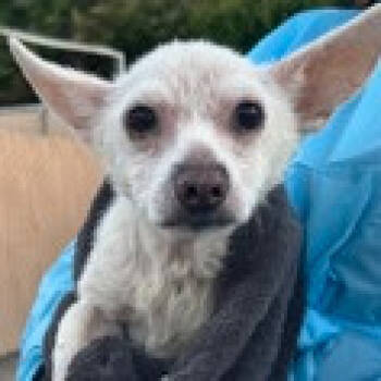 Rescue Chihuahua Dogs for Adoption in Ramona, California - Snoopy Devondale | PetCurious