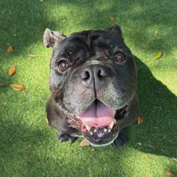 English Bulldog Dogs Available for Adoption in Lakeland, Florida - Lux | PetCurious