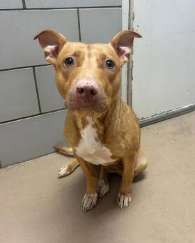 Coco -  Mixed Breed Dog for Adoption in Nashville, Tennessee - Coco | PetCurious