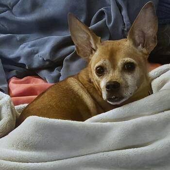 Chloe -  Chihuahua and Miniature Pinscher Dog for Adoption in Woodinville, Washington - Chloe | PetCurious