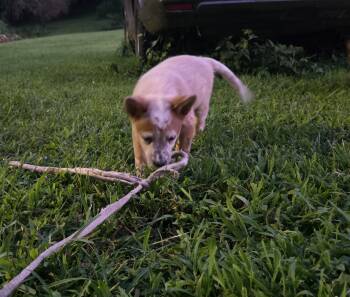 Tuwey -  Australian Cattle Dog Blue Heeler Dog for Sale in Tazewell, Tennessee - Tuwey | PetCurious