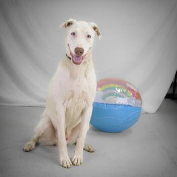 Catahoula Leopard Dog and Labrador Retriever Dogs Available for Adoption - Xylo | PetCurious