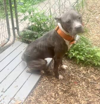 Pit Bull Terrier and American Staffordshire Terrier Dogs Available for Adoption in Petersburg, Virginia - Lucky | PetCurious