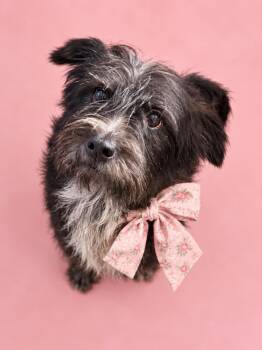 Amara -  Miniature Schnauzer and Cairn Terrier Dog for Adoption in Houston, Texas - Amara | PetCurious