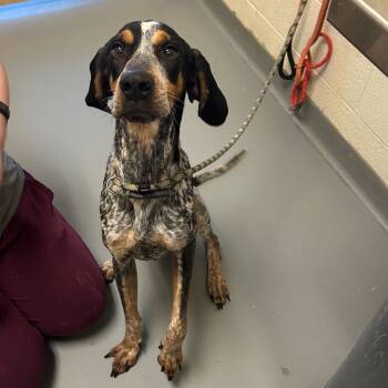 Rescue Mixed Breed Dogs for Adoption in Asheville, North Carolina - Tracker | PetCurious