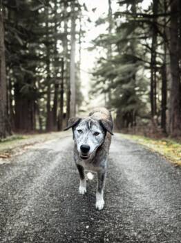 Callie -  Labrador Retriever and Catahoula Leopard Dog Dog for Adoption in Sumter, South Carolina - Callie | PetCurious