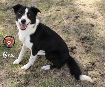 Border Collie Dogs Available for Adoption - Bru | PetCurious