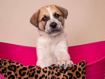 Australian Shepherd Dogs Available for Adoption in Palo Alto, California - Crime: Misdemeanor | PetCurious