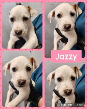 Labrador Retriever and Boxer Dogs Available for Adoption in Ringwood, New Jersey - Jazzy | PetCurious
