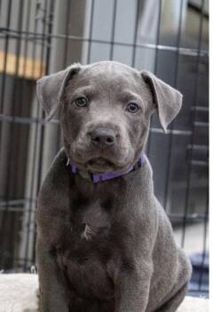 Gabe (Shyann Litter) -  Labrador Retriever and Pit Bull Terrier Dog for Adoption in Mt. Juliet, Tennessee - Gabe (Shyann Litter) | PetCurious