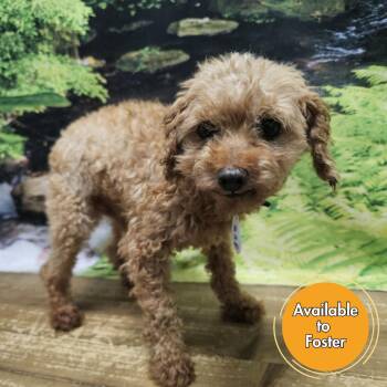Bubba -  Poodle Dog for Adoption in Normal, Illinois - Bubba | PetCurious
