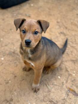 Rescue Shepherd Dogs for Adoption - Maplle | PetCurious