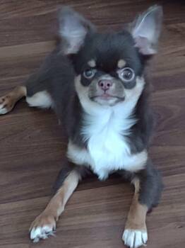 Frankie -  Chihuahua Dog for Adoption in Sioux Falls, South Dakota - Frankie | PetCurious