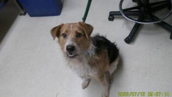 Rescue Mixed Breed Dogs for Adoption in Oakland, California - Zeppelin | PetCurious