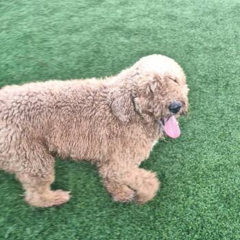 Carlton 7021 -  Golden Retriever and Poodle Dog for Adoption in Loxahatchee Groves, Florida - Carlton 7021 | PetCurious