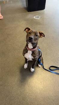 BING BONG -  Mixed Breed Dog for Adoption in Jacksonville, Florida - BING BONG | PetCurious