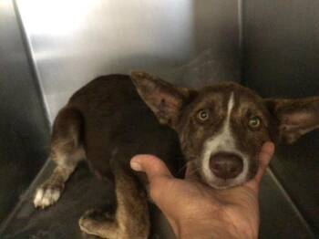 Rescue Australian Shepherd and Mixed Breed Dogs for Adoption in Riverside, California - EMBER | PetCurious