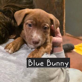 Mixed Breed Dogs Available for Adoption in Glenfield, New York - Blue | PetCurious