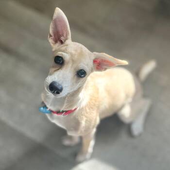 Chile -  Chihuahua Dog for Adoption in Marfa, Texas - Chile | PetCurious