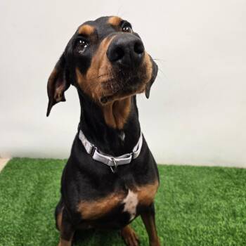 Doberman Pinscher Dogs Available for Adoption in Columbia, Missouri - Nala | PetCurious