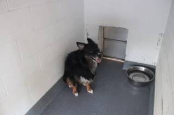 Rescue Australian Shepherd and Mixed Breed Dogs for Adoption in Weatherford, Texas - Ozzy | PetCurious