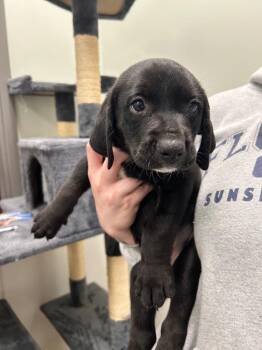Benji -  Labrador Retriever Dog for Adoption in Gautier, Mississippi - Benji | PetCurious