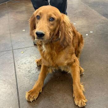 Retriever and Mixed Breed Dogs Available for Adoption in Nashville, Tennessee - Socrates | PetCurious