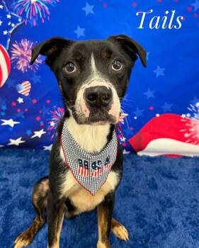 Mixed Breed Dogs Available for Adoption in Flint, Michigan - Tails | PetCurious