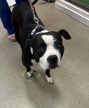 Tiny -  Terrier and Mixed Breed Dog for Adoption in Palm Coast, Florida - Tiny | PetCurious