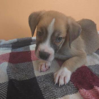 Jupiter -  Anatolian Shepherd and Mixed Breed Dog for Adoption in Aberdeen, North Carolina - Jupiter | PetCurious
