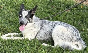Lilly -  Australian Cattle Dog Blue Heeler and Shepherd Dog for Adoption in Gardiner, New York - Lilly | PetCurious