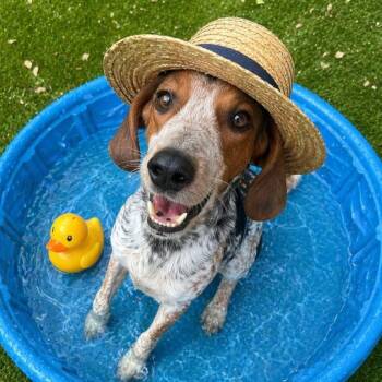 Gator -  English Coonhound Dog for Adoption in Palm Harbor, Florida - Gator | PetCurious