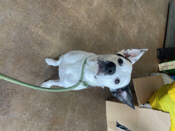 Rescue Australian Cattle Dog Blue Heeler and Border Collie Dogs for Adoption in Kansas City, Missouri - Franklin | PetCurious