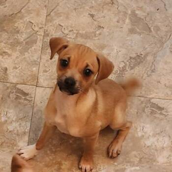 Mixed Breed Dogs Available for Adoption - Elijah | PetCurious