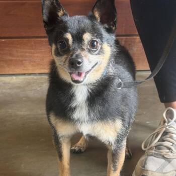 Patron -  Chihuahua and Mixed Breed Dog for Adoption in Wilmington, Delaware - Patron | PetCurious