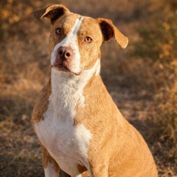 Boxer Dogs Available for Adoption in Hondo, Texas - Izzie | PetCurious