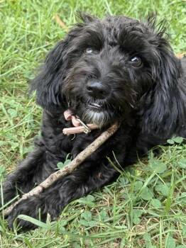 Pepper -  Yorkshire Terrier and Poodle Dog for Adoption in Hartwell, Georgia - Pepper | PetCurious