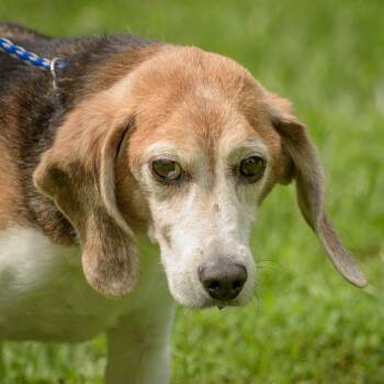 Rescue Beagle Dogs for Adoption in Lambertville, New Jersey - Honey | PetCurious