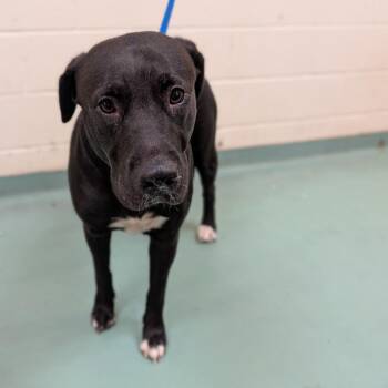 Jambia -  Mixed Breed Dog for Adoption in Memphis, Tennessee - Jambia | PetCurious