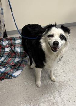 Border Collie Dogs Available for Adoption in Salt Lake City, Utah - *DoodleBob* | PetCurious