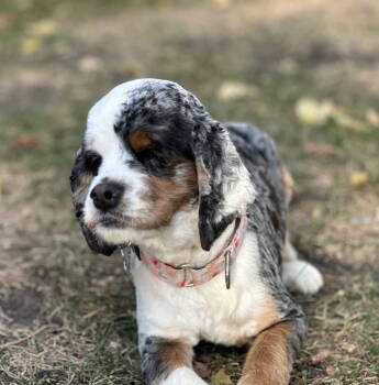 Rescue Cocker Spaniel Dogs for Adoption in Brandon, South Dakota - Annie | PetCurious