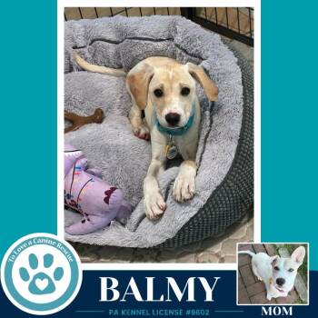 Labrador Retriever Dogs Available for Adoption in Kimberton, Pennsylvania - Balmy (Bonny
