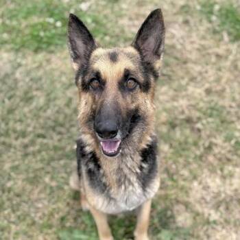 Diamond Mae (26-222) -  German Shepherd Dog Dog for Adoption in New Ringgold, Pennsylvania - Diamond Mae (26-222) | PetCurious
