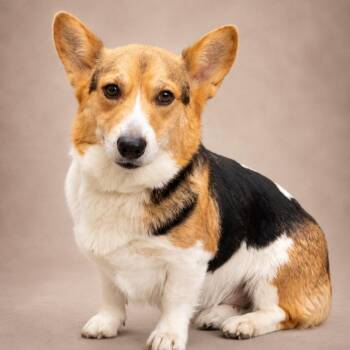 Cardigan Welsh Corgi Dogs Available for Adoption in Miami, Florida - Orchid | PetCurious