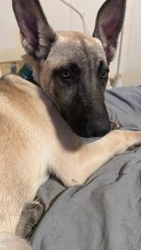 Teeter -  German Shepherd Dog Dog for Adoption in Houston, Texas - Teeter | PetCurious