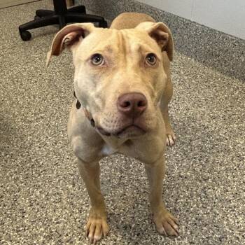 Dakota -  Mixed Breed Dog for Adoption in Dearborn, Michigan - Dakota | PetCurious