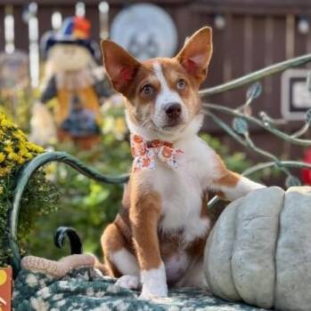 Ruby -  Siberian Husky Dog for Adoption in Fairfield, Connecticut - Ruby | PetCurious
