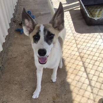 Miles -  Jack Russell Terrier and Mixed Breed Dog for Adoption in Durant, Oklahoma - Miles | PetCurious