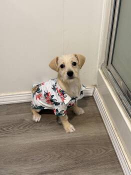 Terrier and Miniature Schnauzer Dogs Available for Adoption in San Diego, California - Sherman | PetCurious