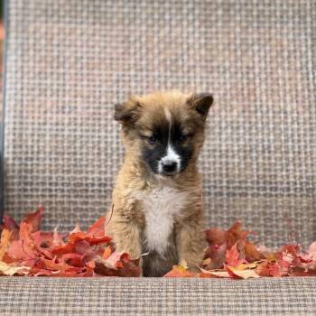 Rescue Mixed Breed Dogs for Adoption in Buffalo, Minnesota - Tequila Sunrise | PetCurious